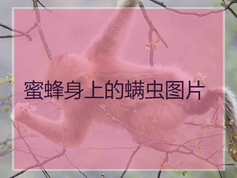 蜜蜂身上的螨虫图片 蜜蜂身上的螨虫图片