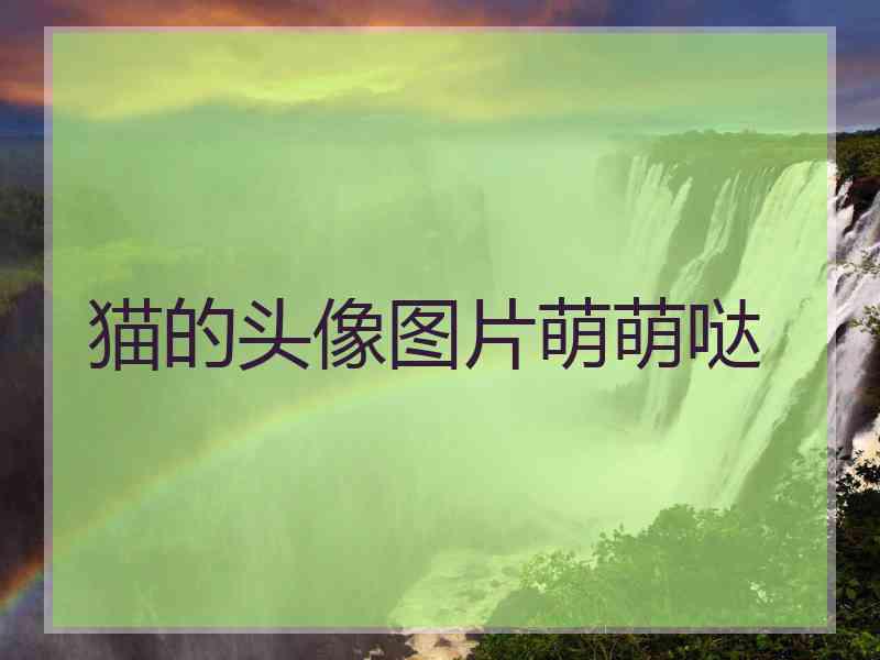 猫的头像图片萌萌哒 猫的头像图片萌萌哒