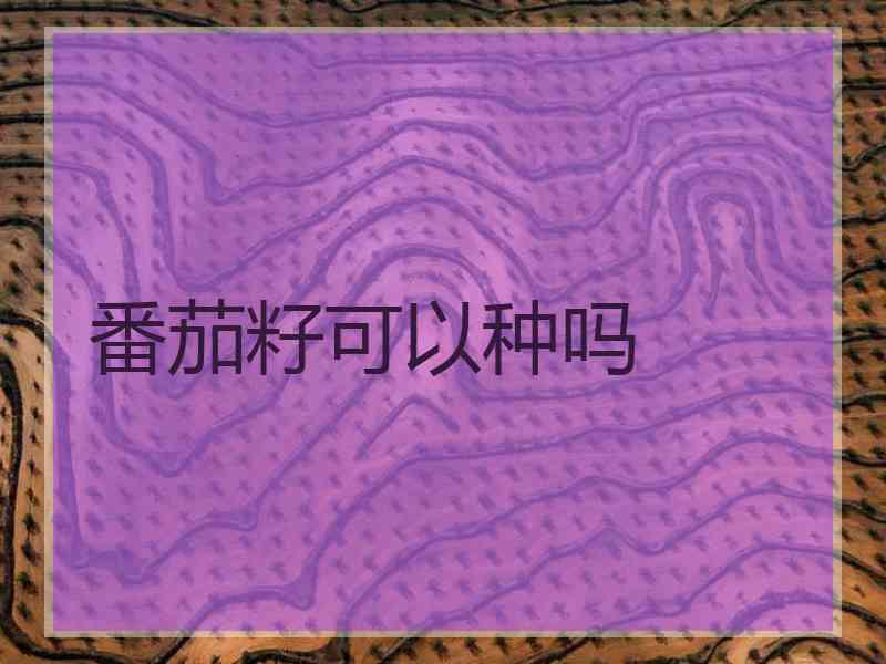 番茄籽可以种吗 番茄籽可以种吗