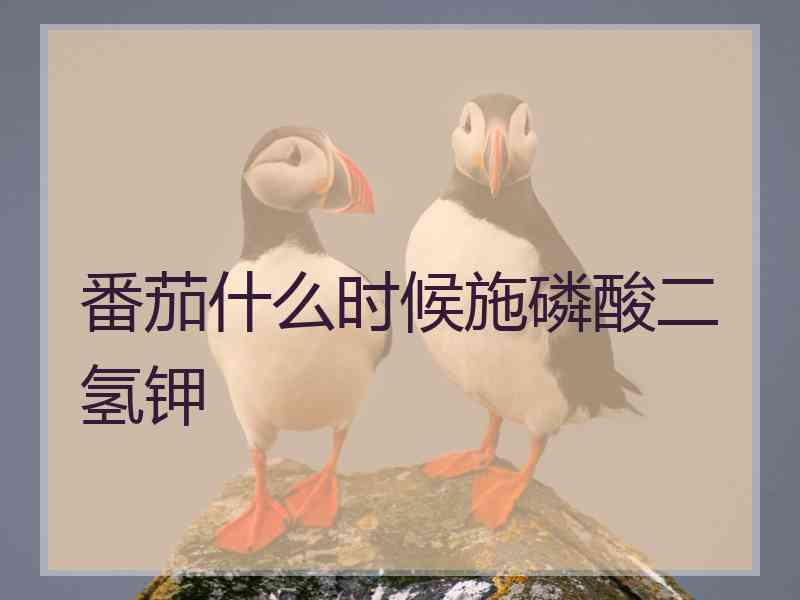 番茄什么时候施磷酸二氢钾 番茄什么时候施磷酸二氢钾