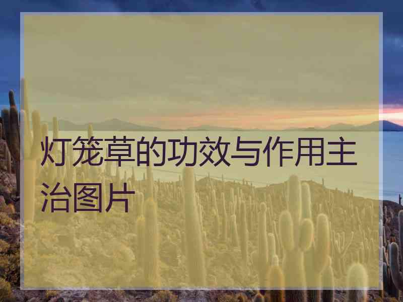 灯笼草的功效与作用主治图片 灯笼草的功效与作用主治图片