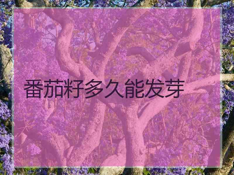 番茄籽多久能发芽 番茄籽多久能发芽