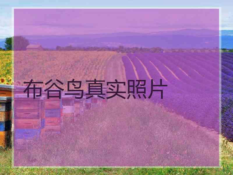 布谷鸟真实照片 布谷鸟真实照片