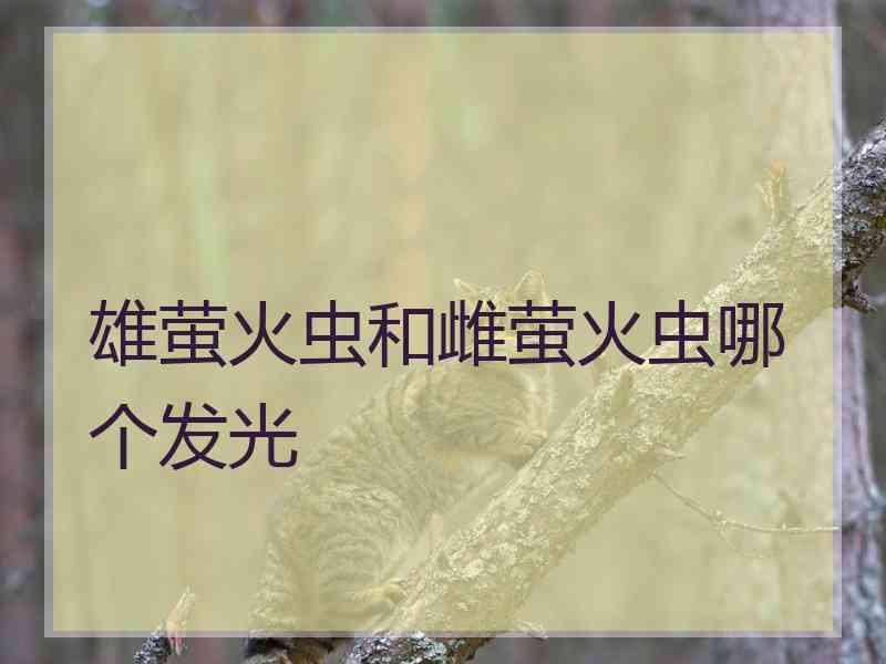 雄萤火虫和雌萤火虫哪个发光 雄萤火虫和雌萤火虫哪个发光
