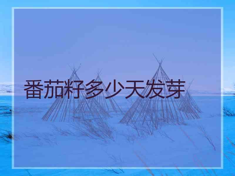 番茄籽多少天发芽 番茄籽多少天发芽