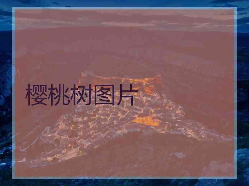 樱桃树图片 樱桃树图片