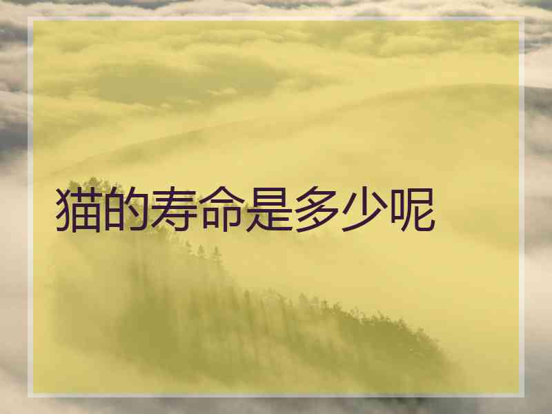 猫的寿命是多少呢 猫的寿命是多少呢