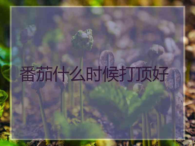 番茄什么时候打顶好 番茄什么时候打顶好