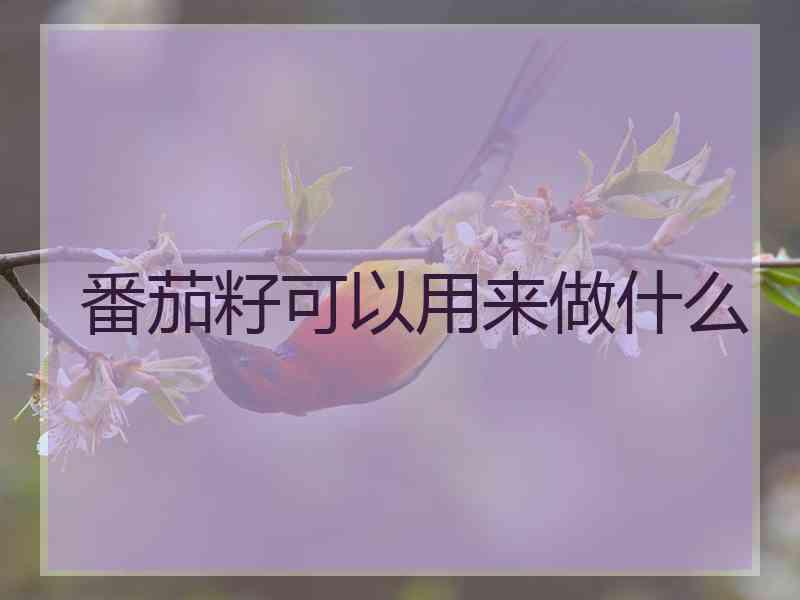 番茄籽可以用来做什么 番茄籽可以用来做什么
