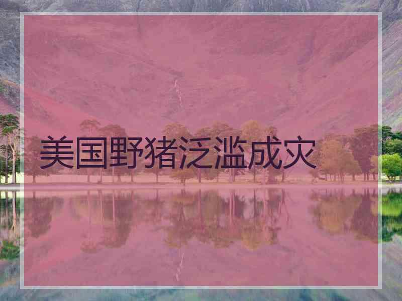 美国野猪泛滥成灾 美国野猪泛滥成灾