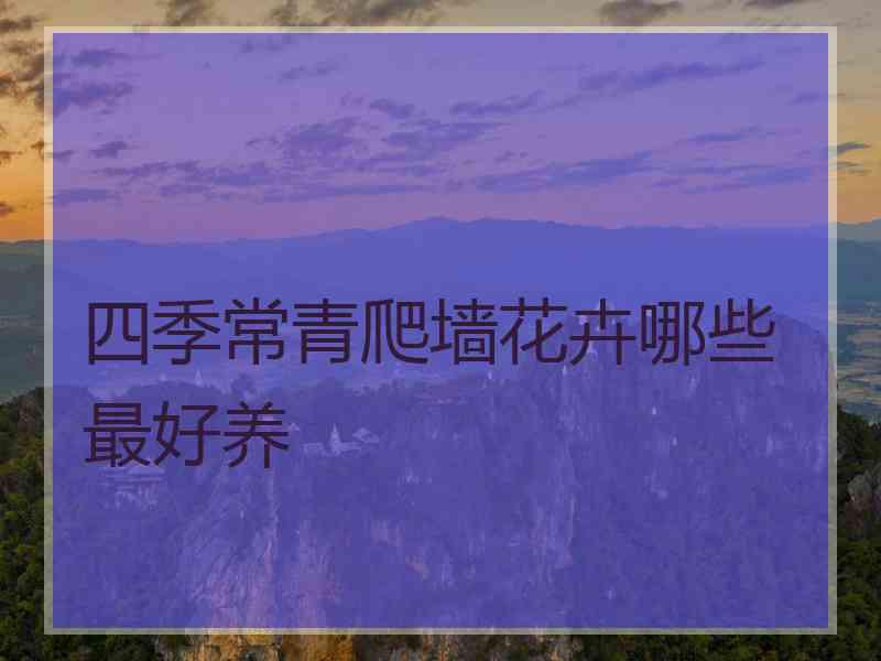 四季常青爬墙花卉哪些最好养
