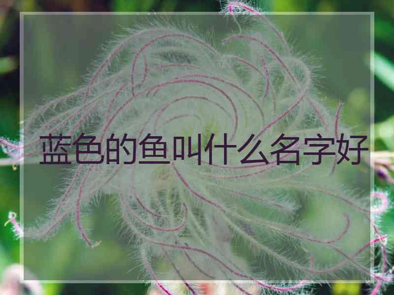 蓝色的鱼叫什么名字好