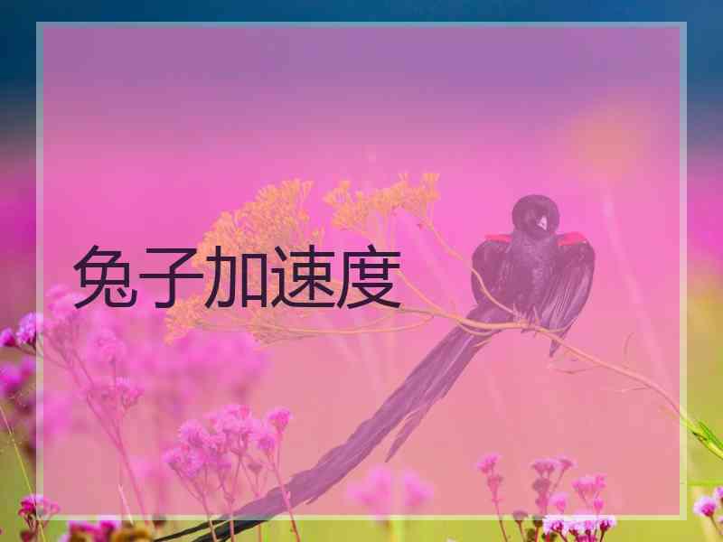 兔子加速度