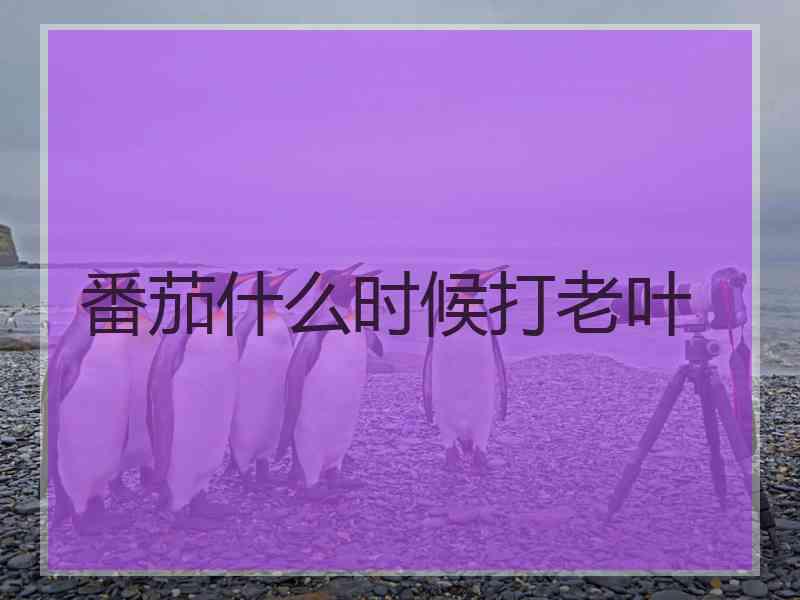 番茄什么时候打老叶