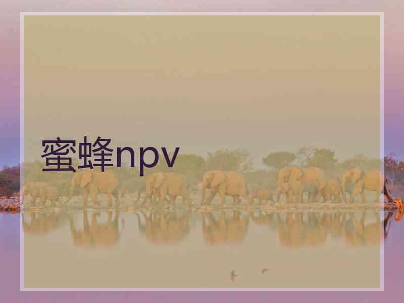 蜜蜂npv
