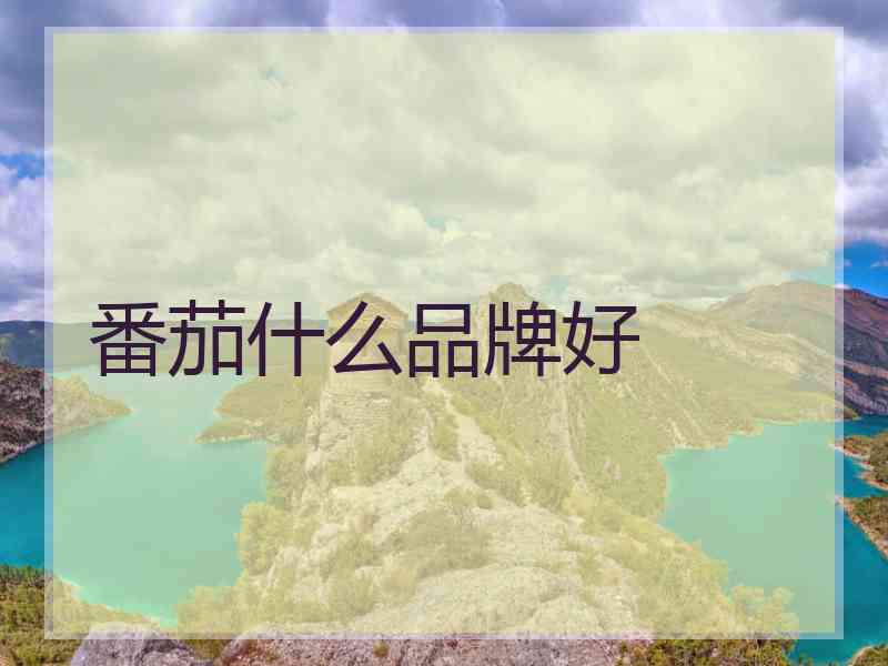 番茄什么品牌好