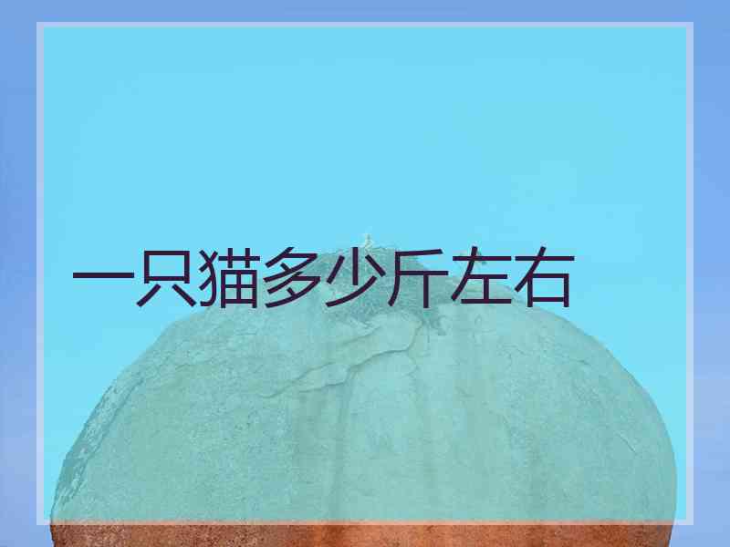 一只猫多少斤左右