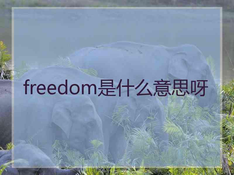 freedom是什么意思呀