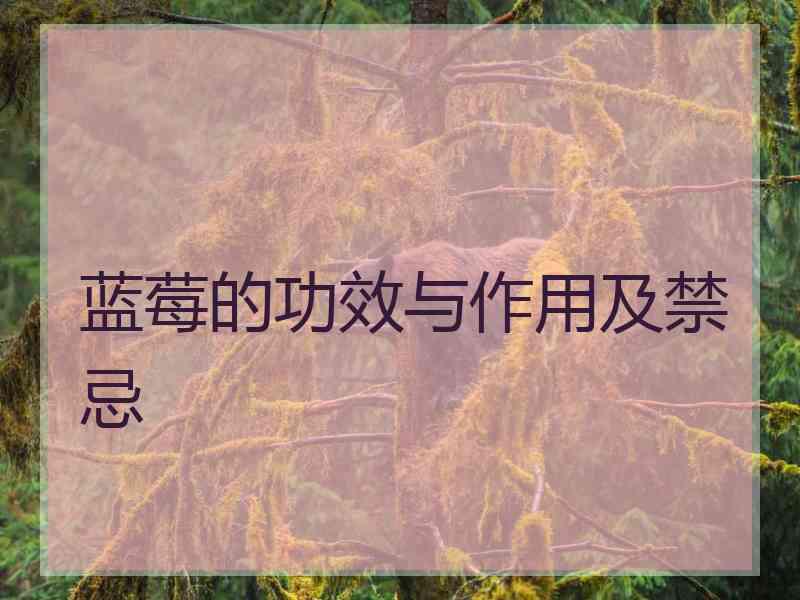 蓝莓的功效与作用及禁忌