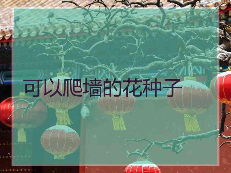 可以爬墙的花种子