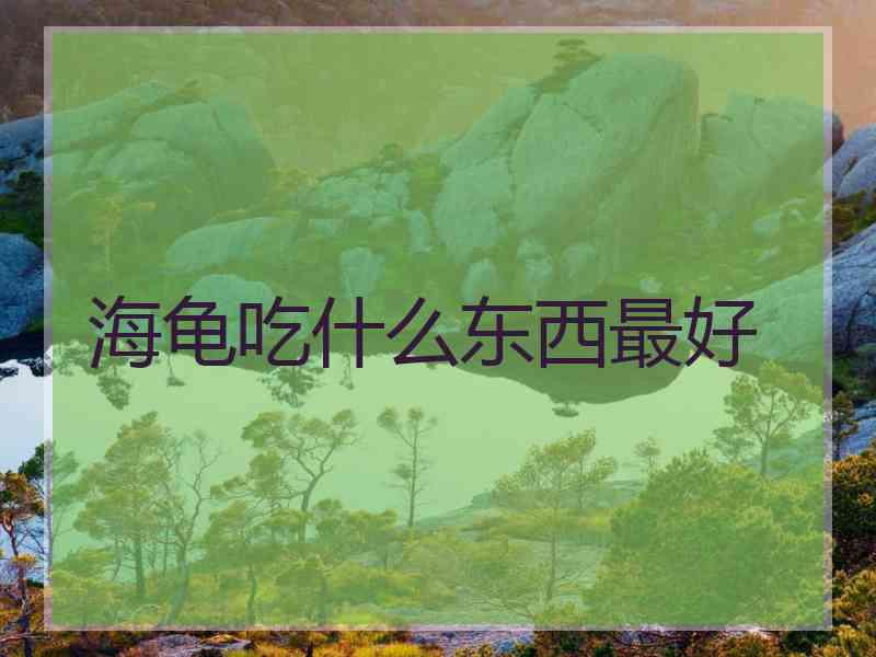 海龟吃什么东西最好