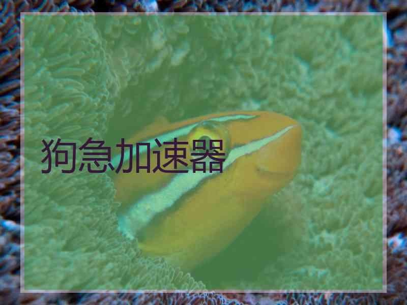 狗急加速器