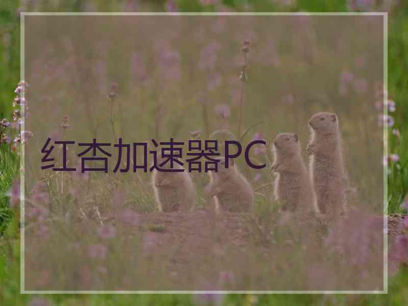 红杏加速器PC