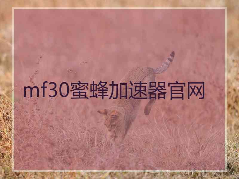 mf30蜜蜂加速器官网