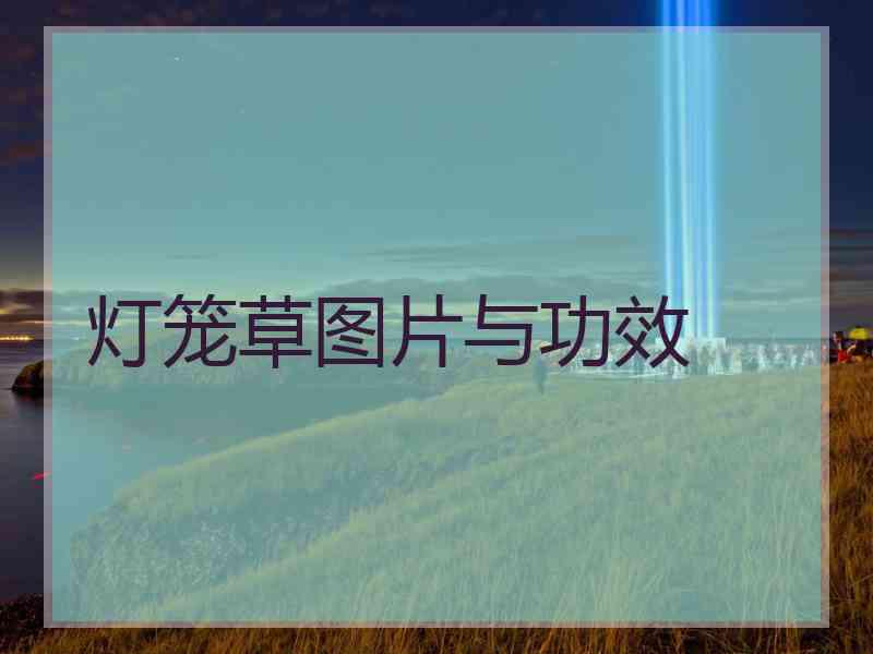 灯笼草图片与功效