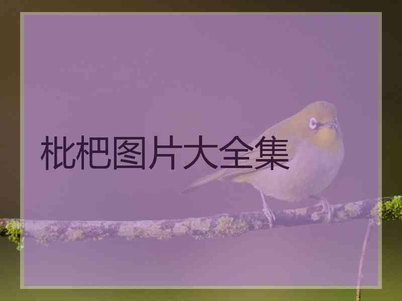 枇杷图片大全集