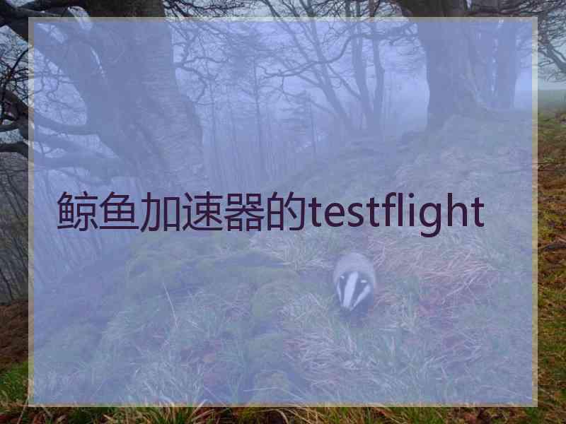 鲸鱼加速器的testflight