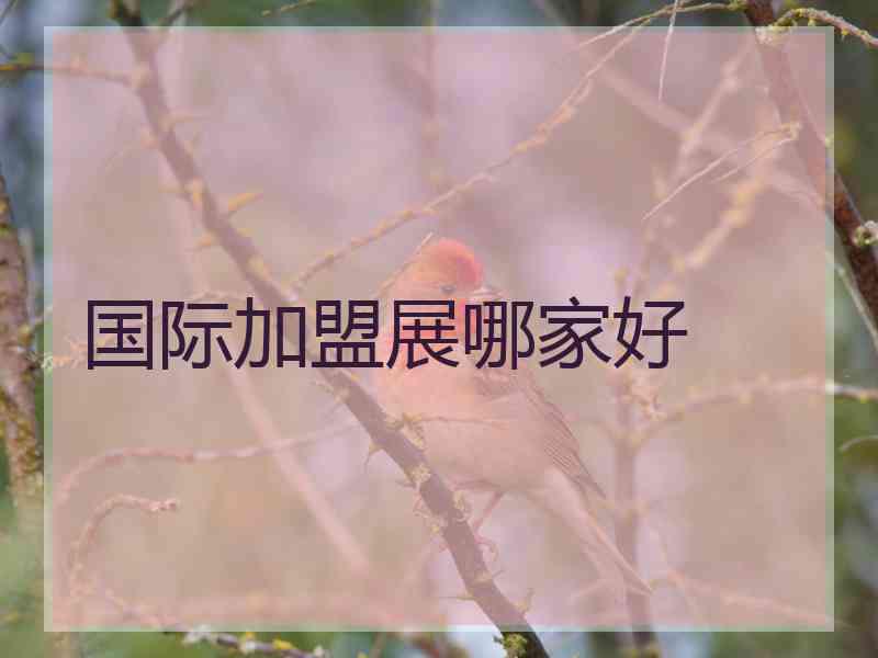 国际加盟展哪家好