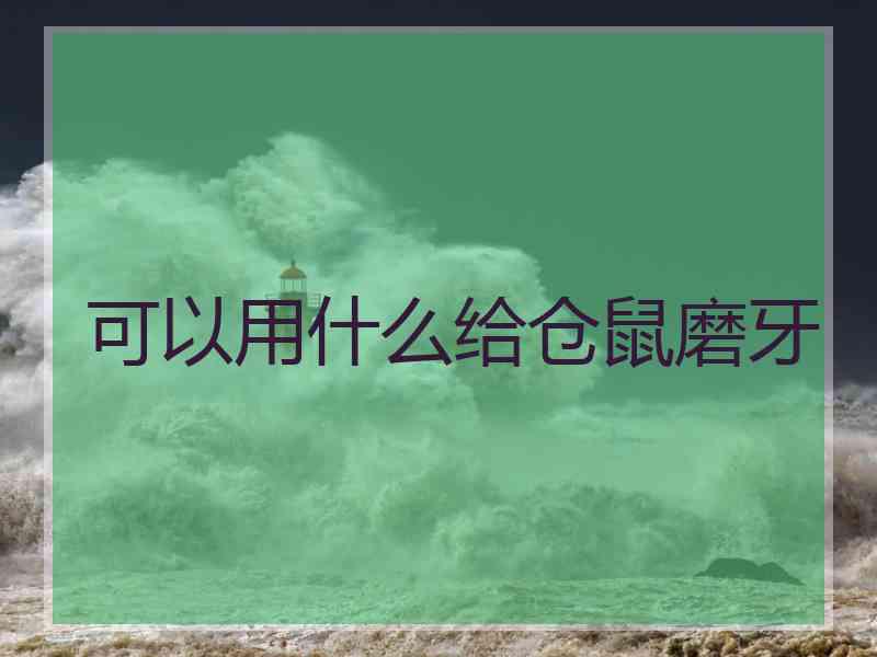 可以用什么给仓鼠磨牙