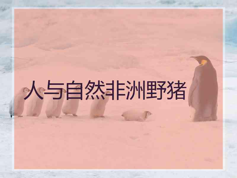 人与自然非洲野猪