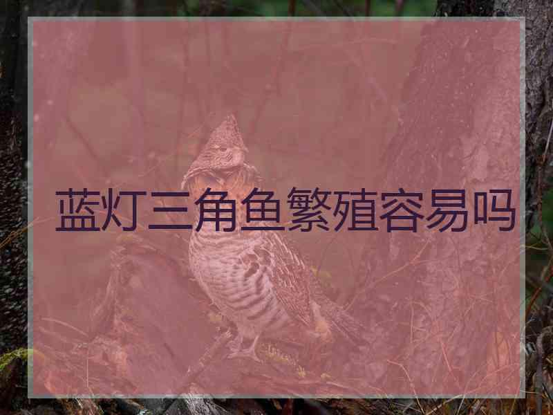 蓝灯三角鱼繁殖容易吗