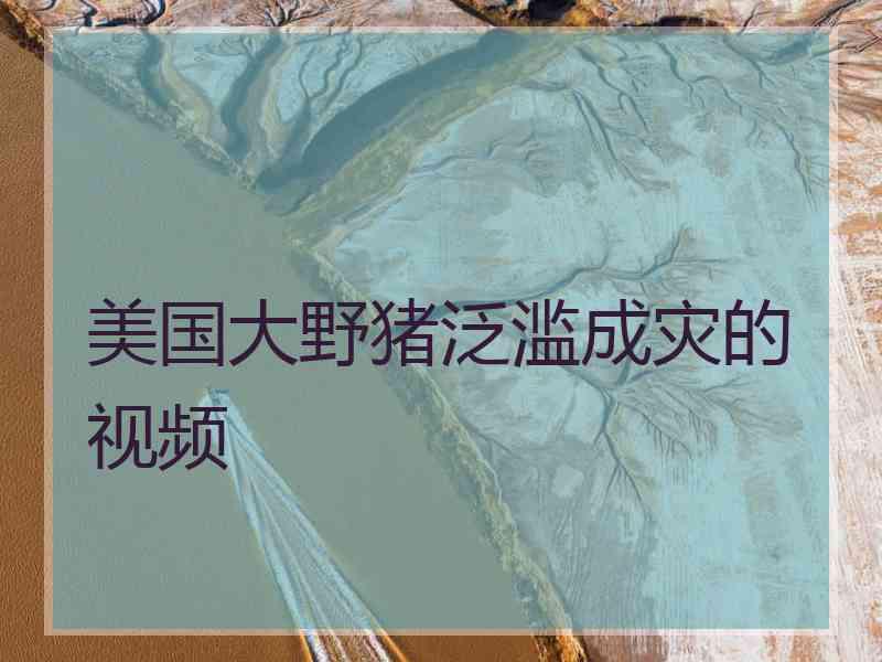 美国大野猪泛滥成灾的视频