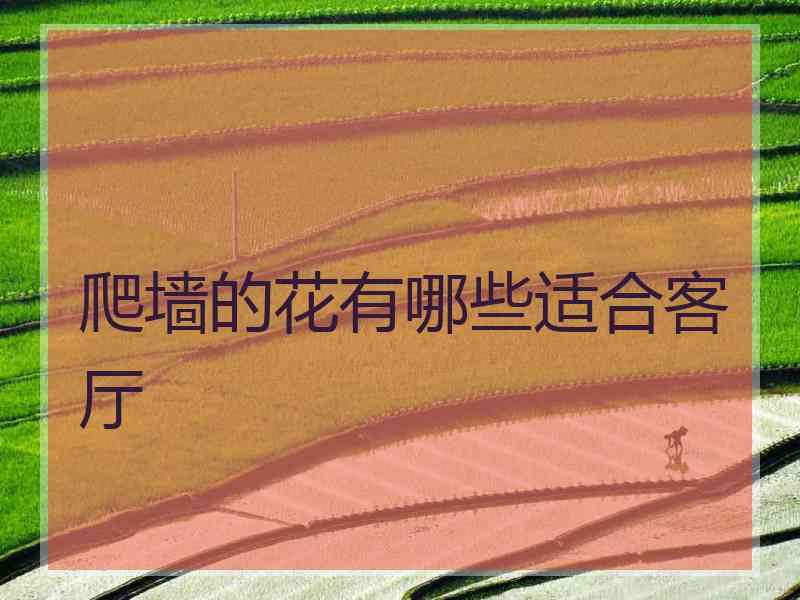 爬墙的花有哪些适合客厅