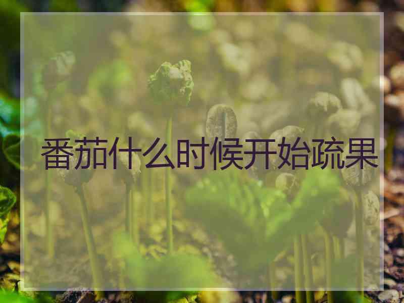 番茄什么时候开始疏果