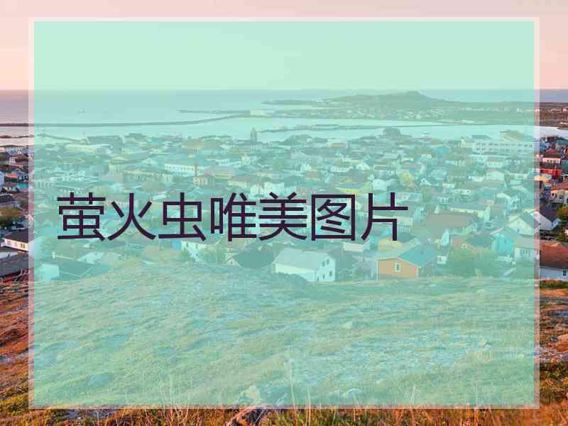 萤火虫唯美图片