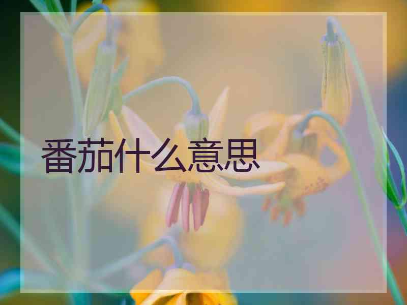 番茄什么意思