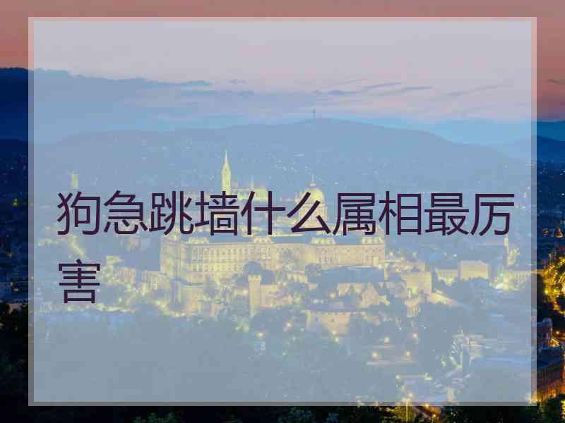 狗急跳墙什么属相最厉害