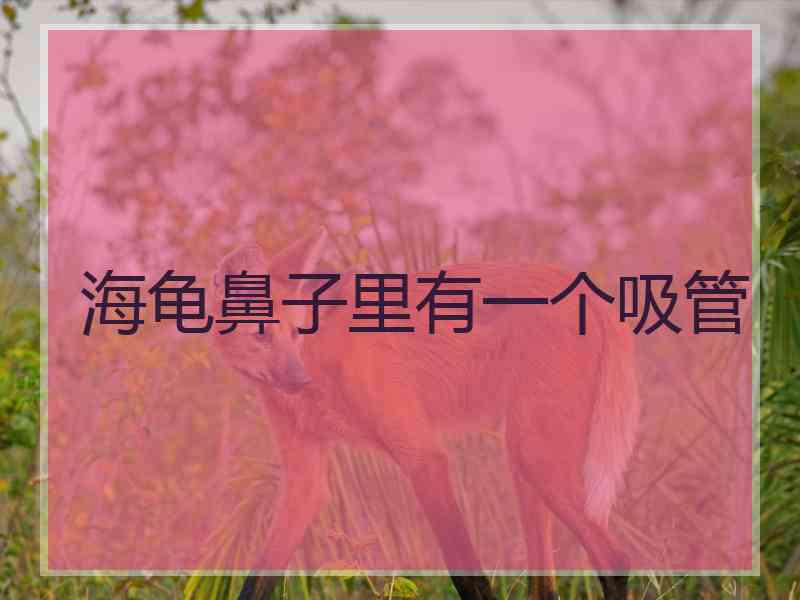 海龟鼻子里有一个吸管