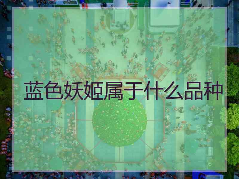 蓝色妖姬属于什么品种
