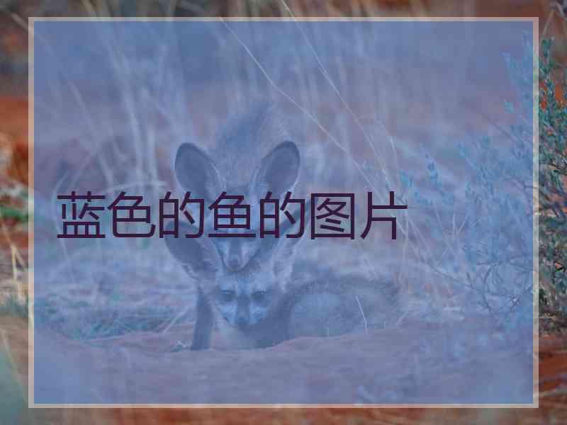 蓝色的鱼的图片