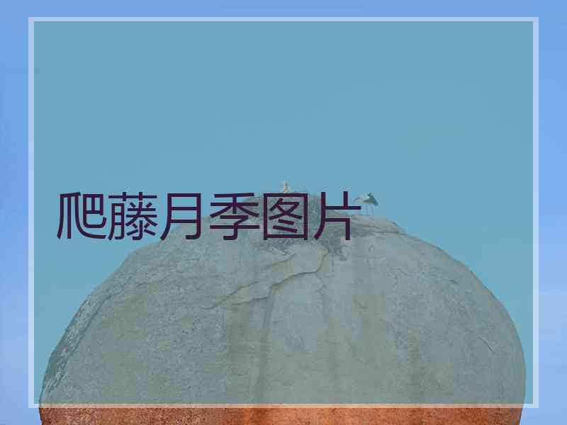 爬藤月季图片