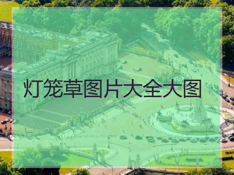 灯笼草图片大全大图