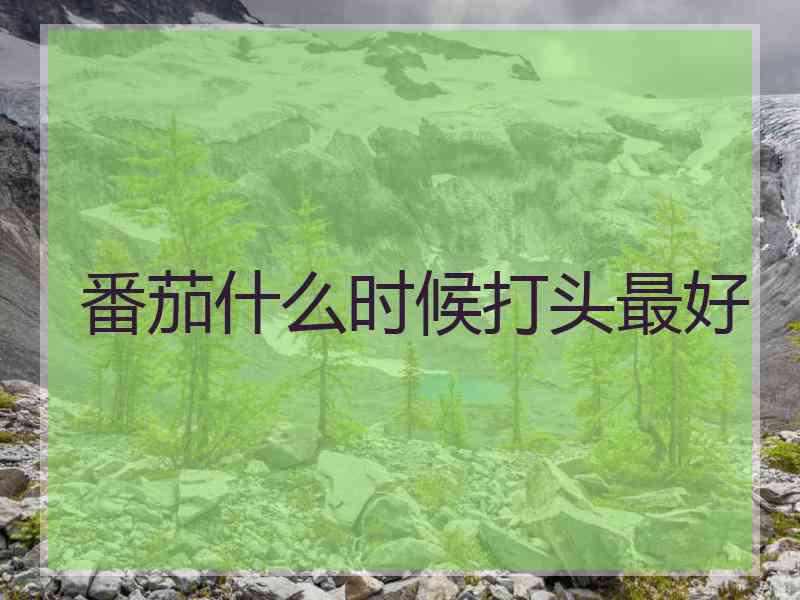 番茄什么时候打头最好
