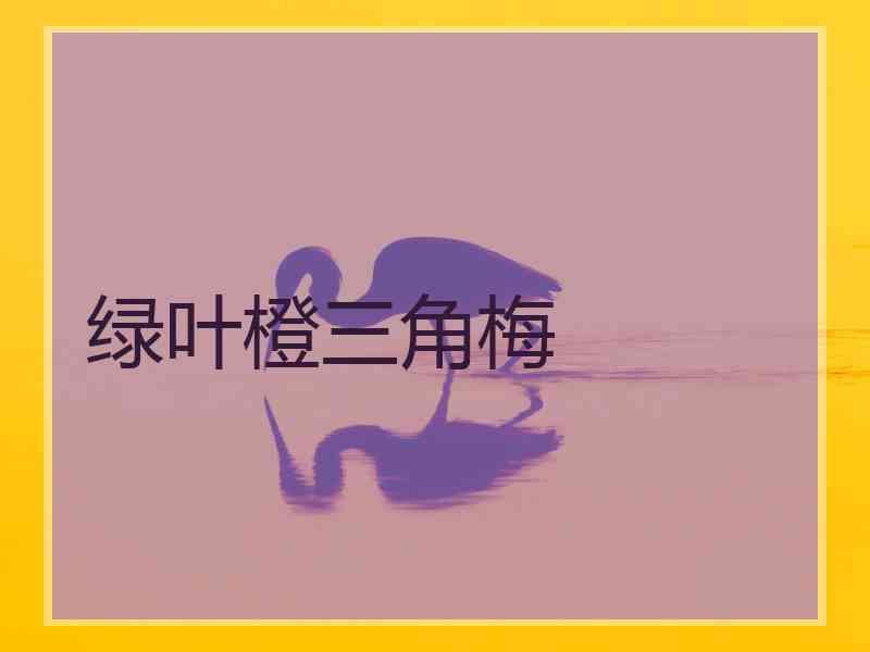 绿叶橙三角梅