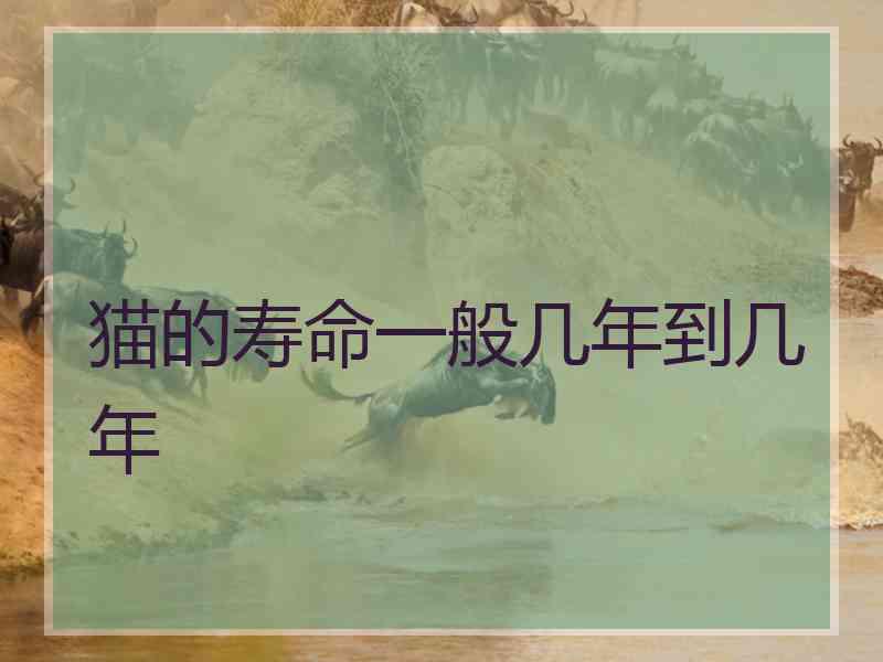 猫的寿命一般几年到几年