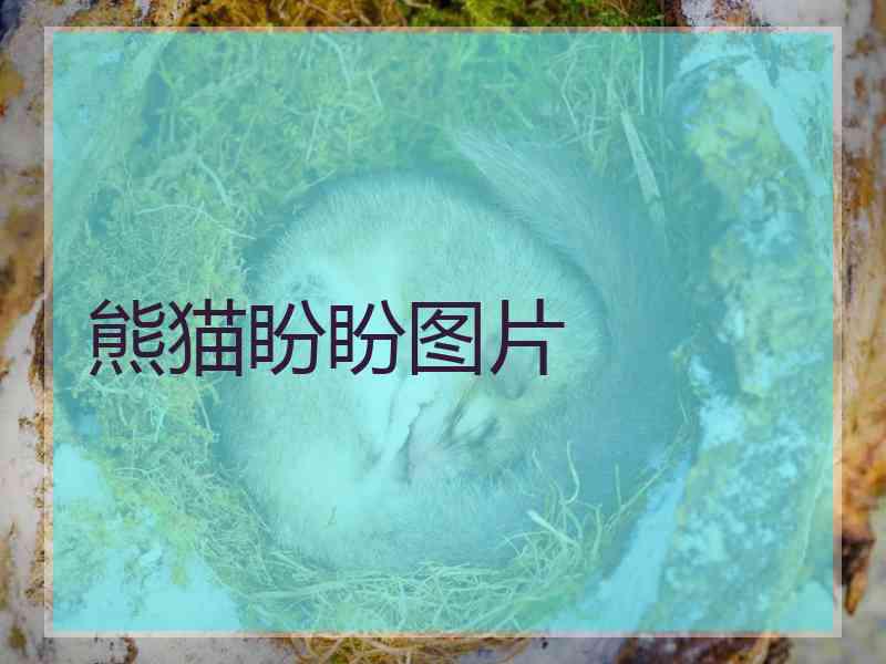熊猫盼盼图片
